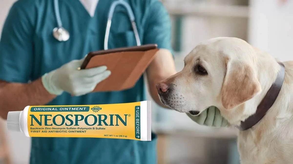 Can Neosporin Be Used On Dogs Or Is It More Trouble Than Its Worth 