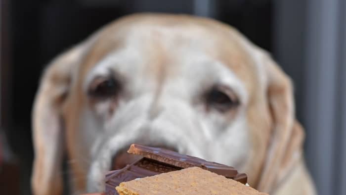 Chocolate Graham Crackers