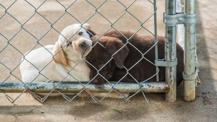 how much does a labrador retriever cost from a shelter