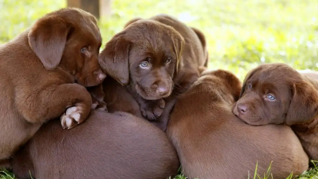 How Much Do Chocolate Lab Puppies Cost In Pet Stores And Breeders?