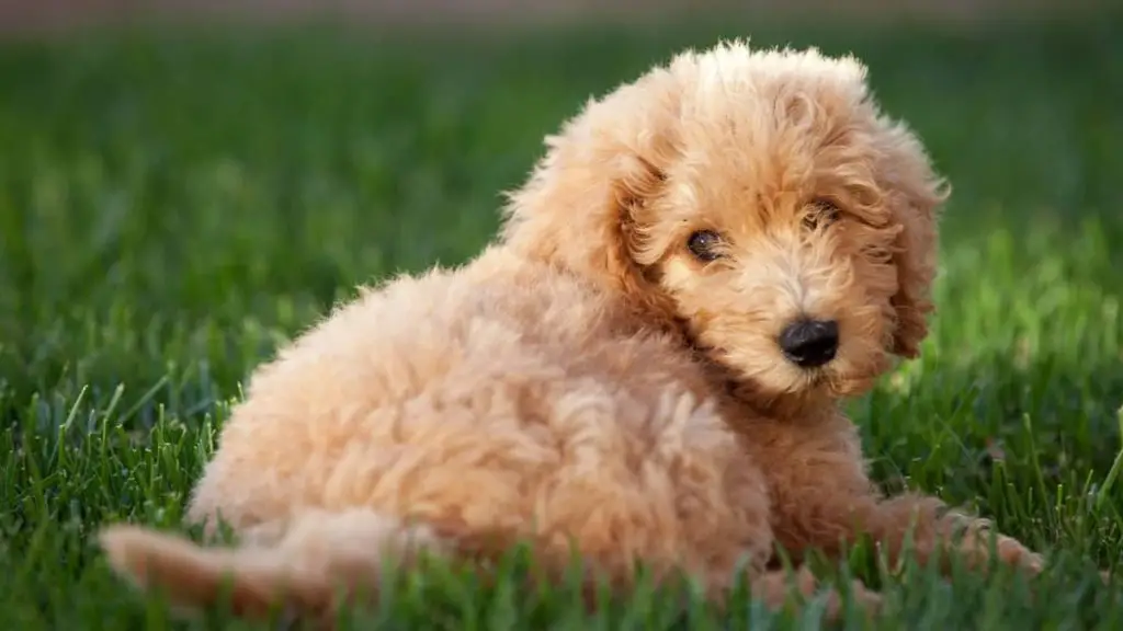 Labradoodle Puppy Coat Change Here Is Everything You Need To Know