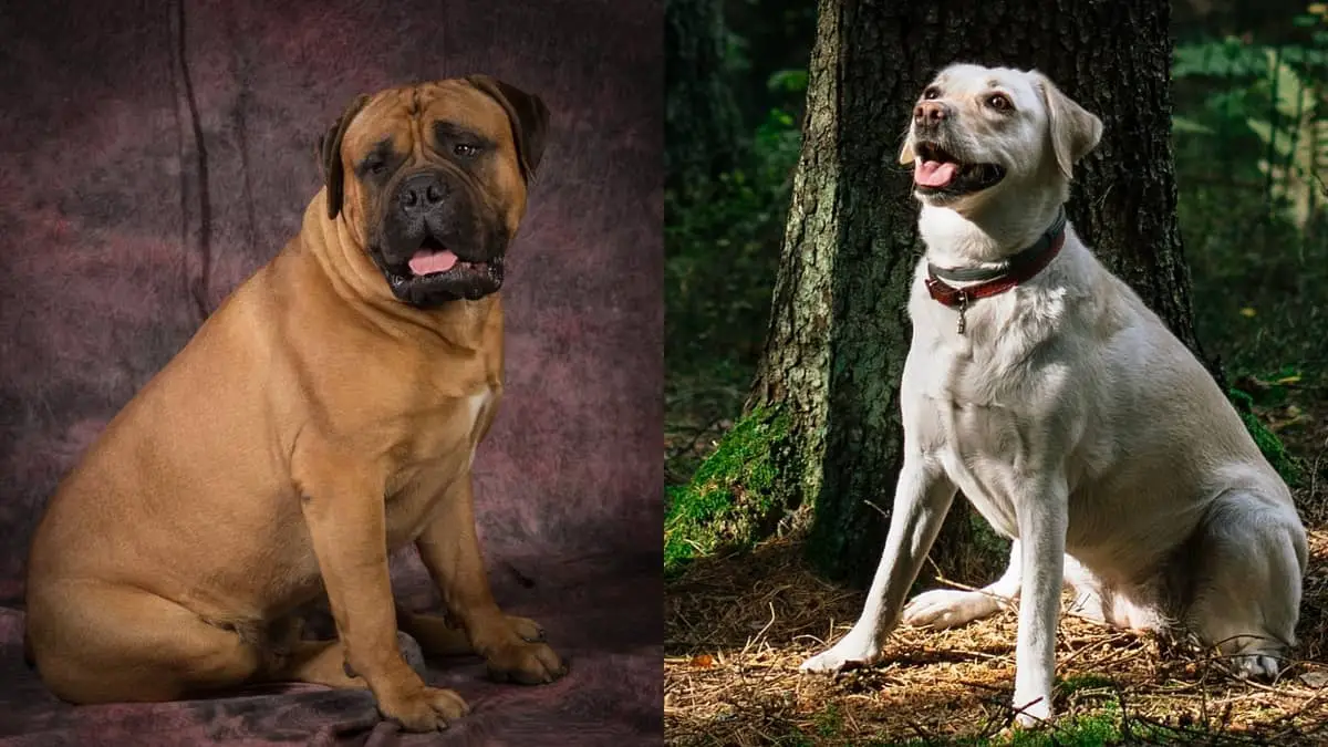 Meet The Bullmastiff And Lab Mix And Its Many Lovely Contradictions