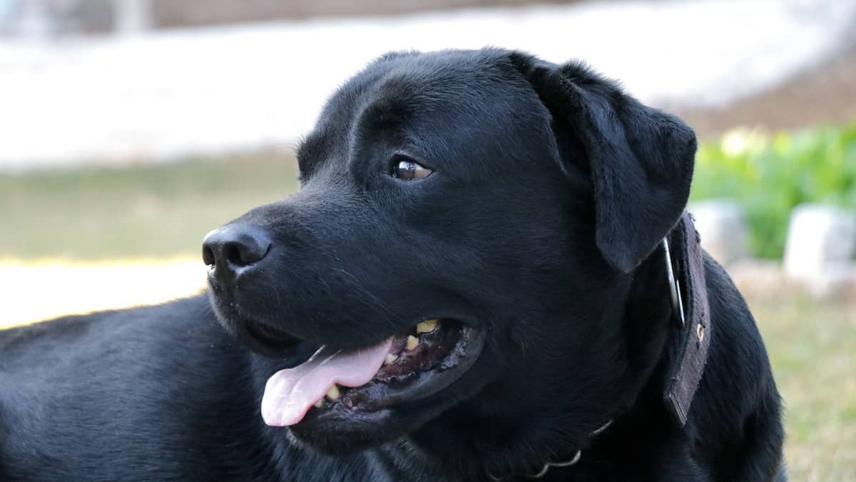 What Is The Black Lab Average Life Span And How To Extend It