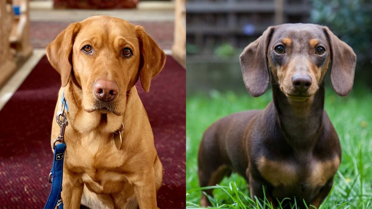 Yellow Lab Dachshund Mix And Its Surprising Qualities
