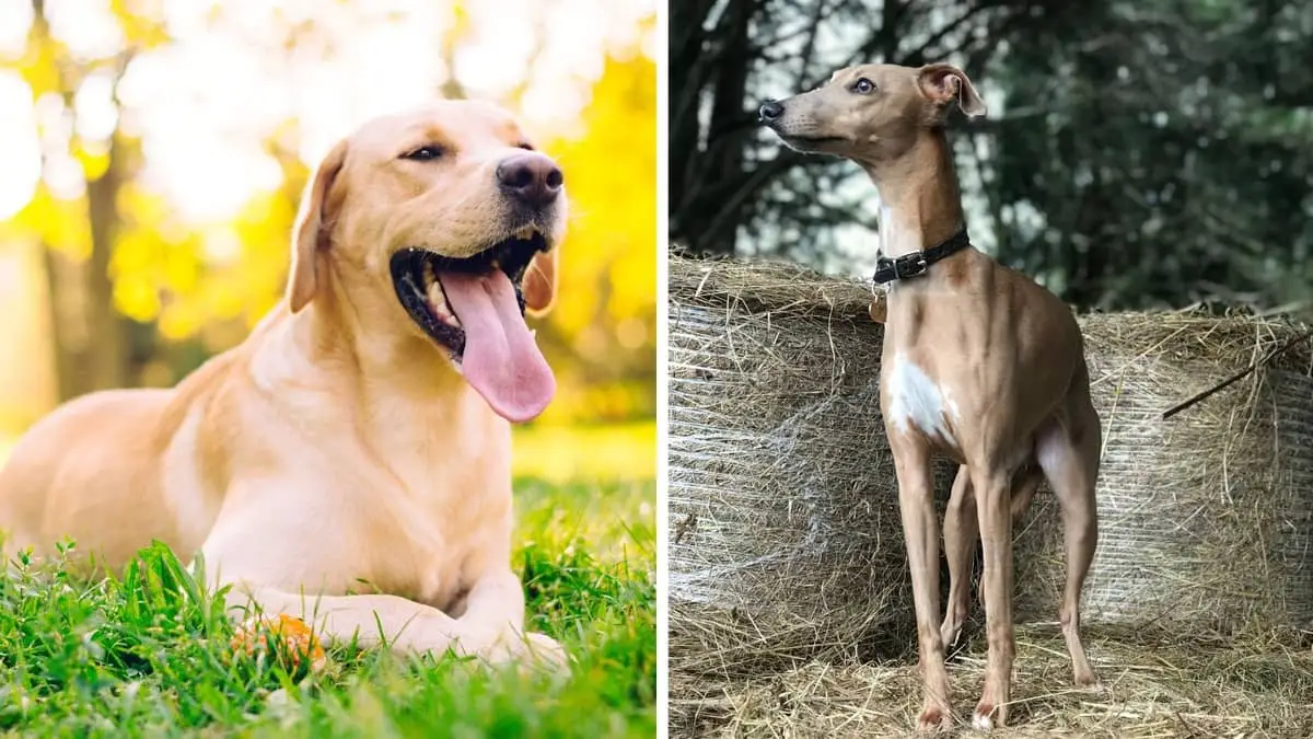 Yellow Lab Whippet Mix – A Multifaceted Crossbreed