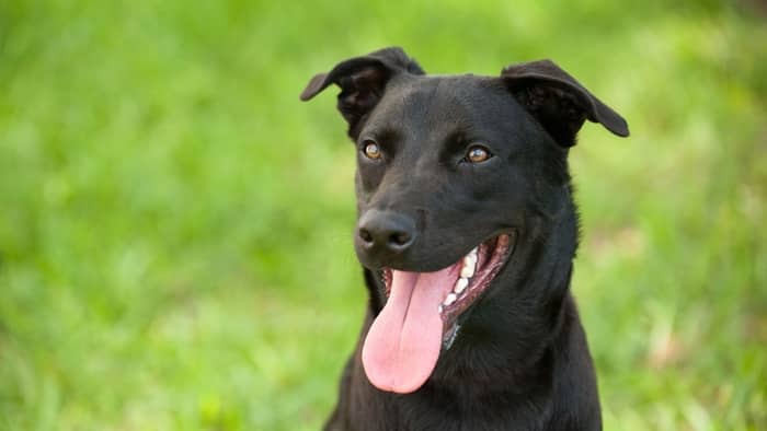 are australian kelpies rare