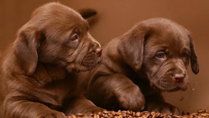  chocolate labrador price