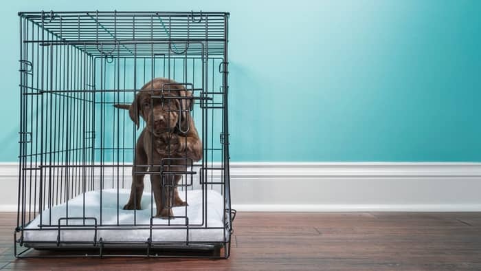 What size dog clearance crate for a lab