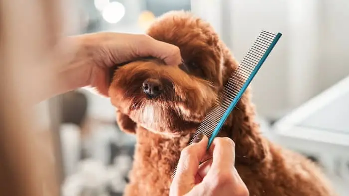  labradoodle hair coat