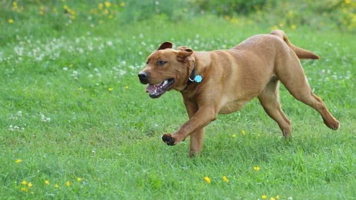  mastiff lab mix