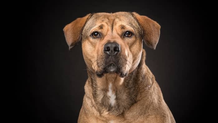  rottweiler lab mix