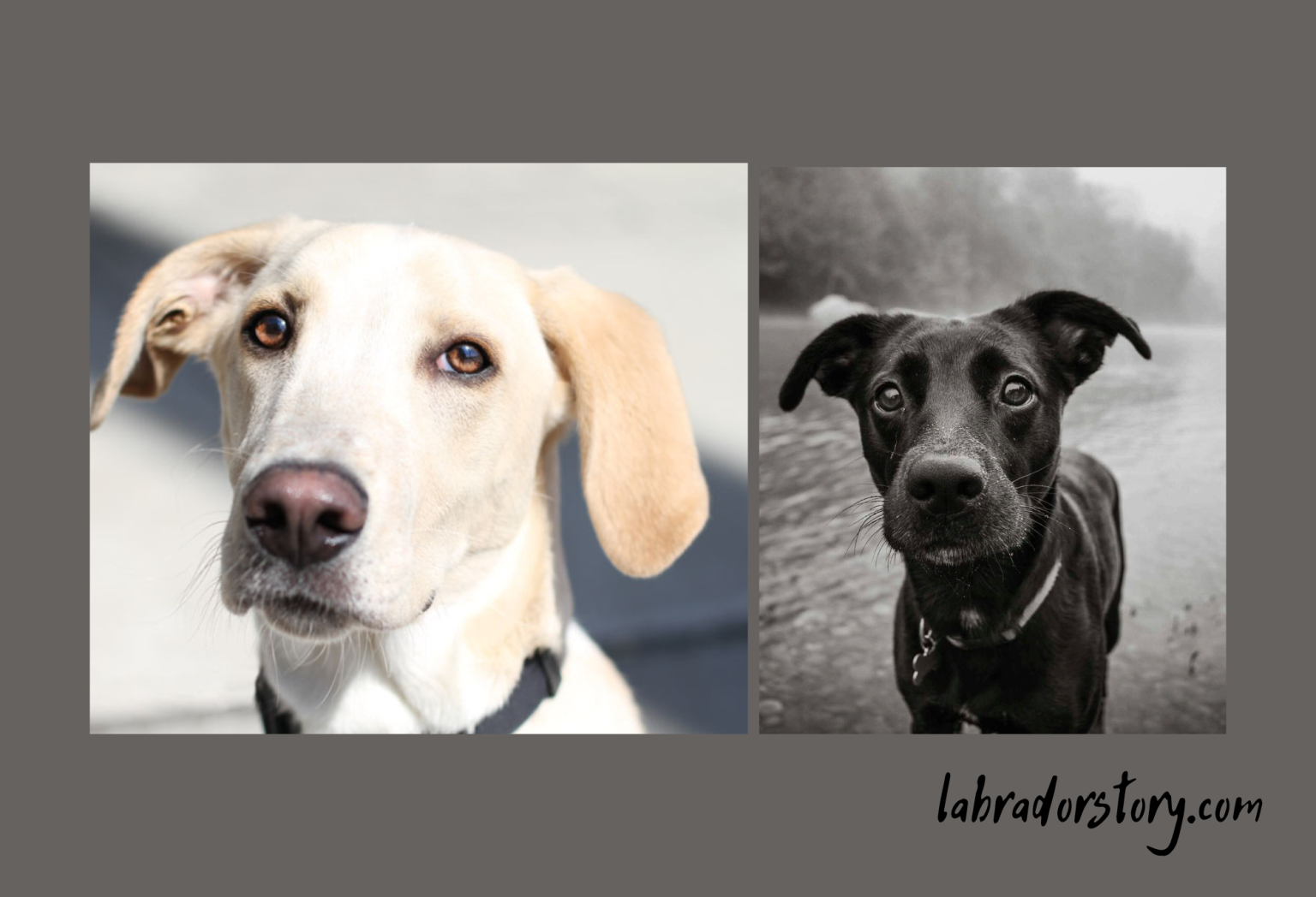 Whippet Lab Mix Important Features And Specifications!