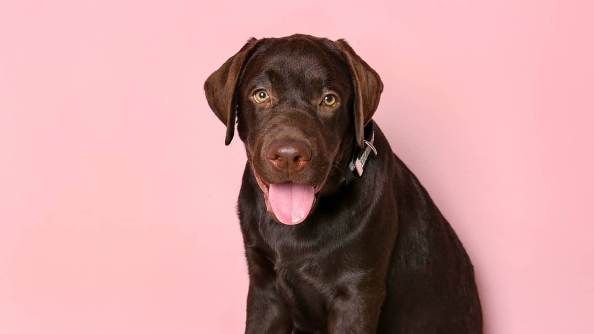 200 Great Names For Female Chocolate Labs