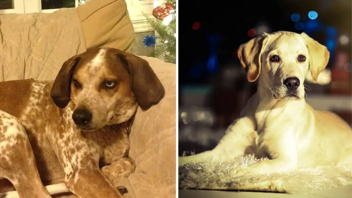 American English Coonhound Lab Mix – A Lovely And Dynamic Cross