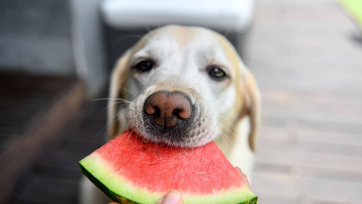 Are Watermelons Good For Dogs? The Most Helpful Tips!