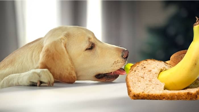 Can Dogs Have Banana Bread