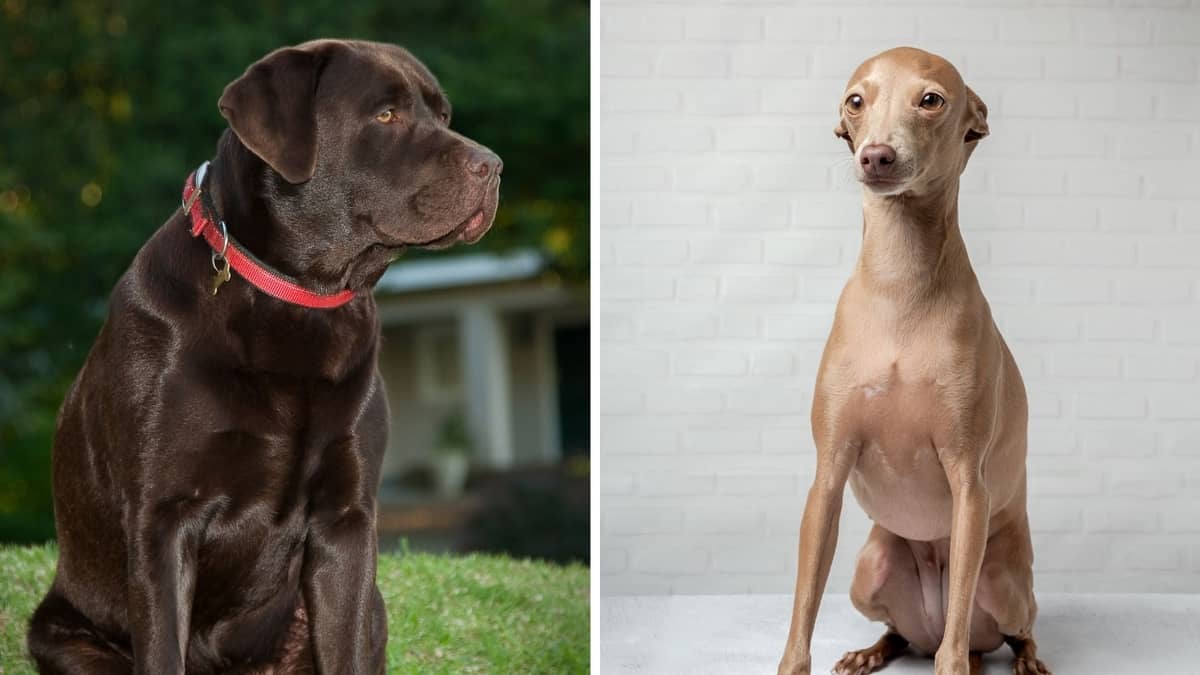 Chocolate Lab Greyhound Mix – The Perfectly Balanced Lurchers