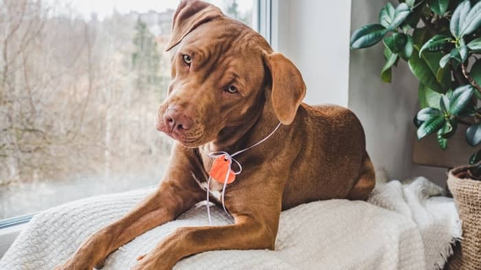 Chocolate Lab Greyhound Mix