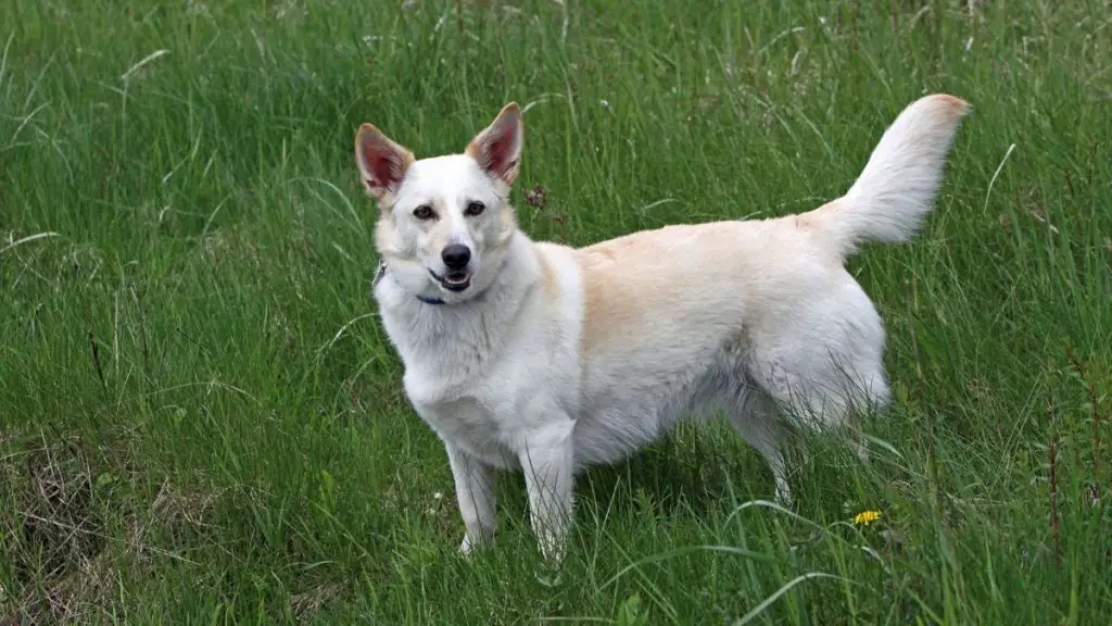 Lab Mix Temperament, Training, Sociability, And More