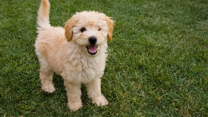 Goldendoodle puppy