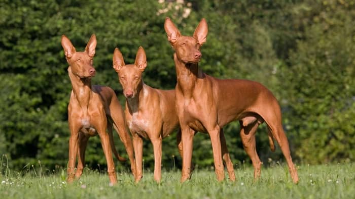 Group of Pharaoh Hound dogs