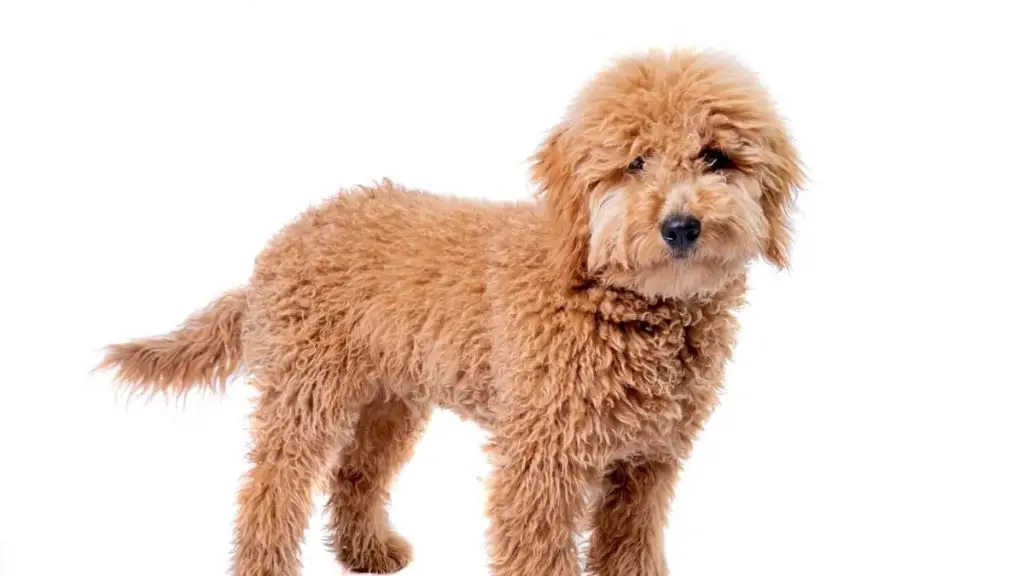 How Big Does A Mini Labradoodle Get And Why Is This Controversial?