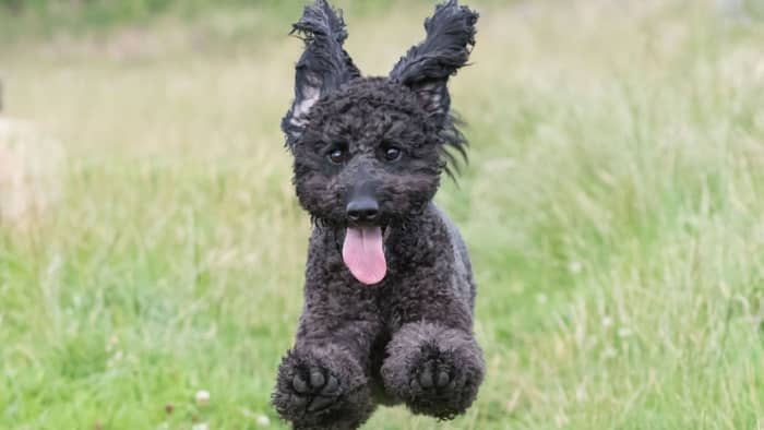 How Big Does A Mini Labradoodle Get