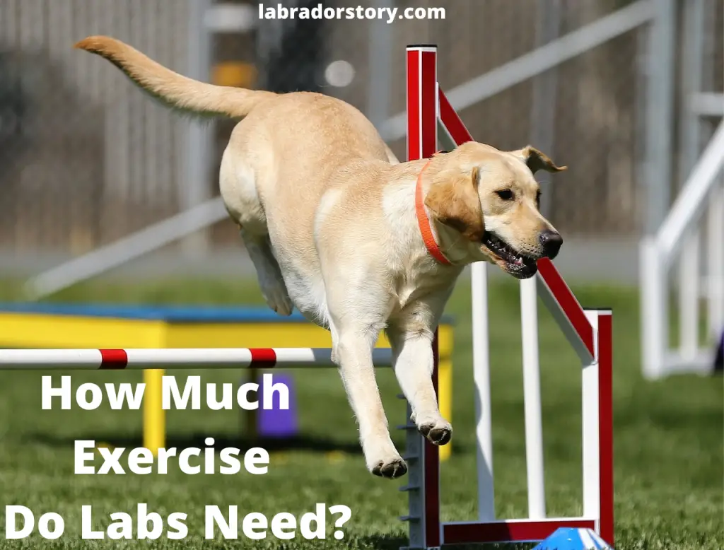 How Much Exercise Do Labs Need To Stay Healthy And Fit?