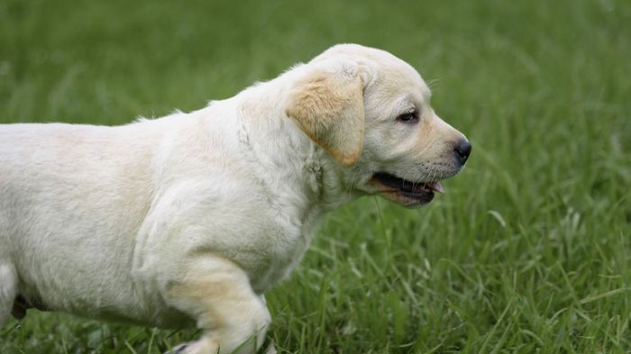How Much Exercise Does A Labrador Puppy Need
