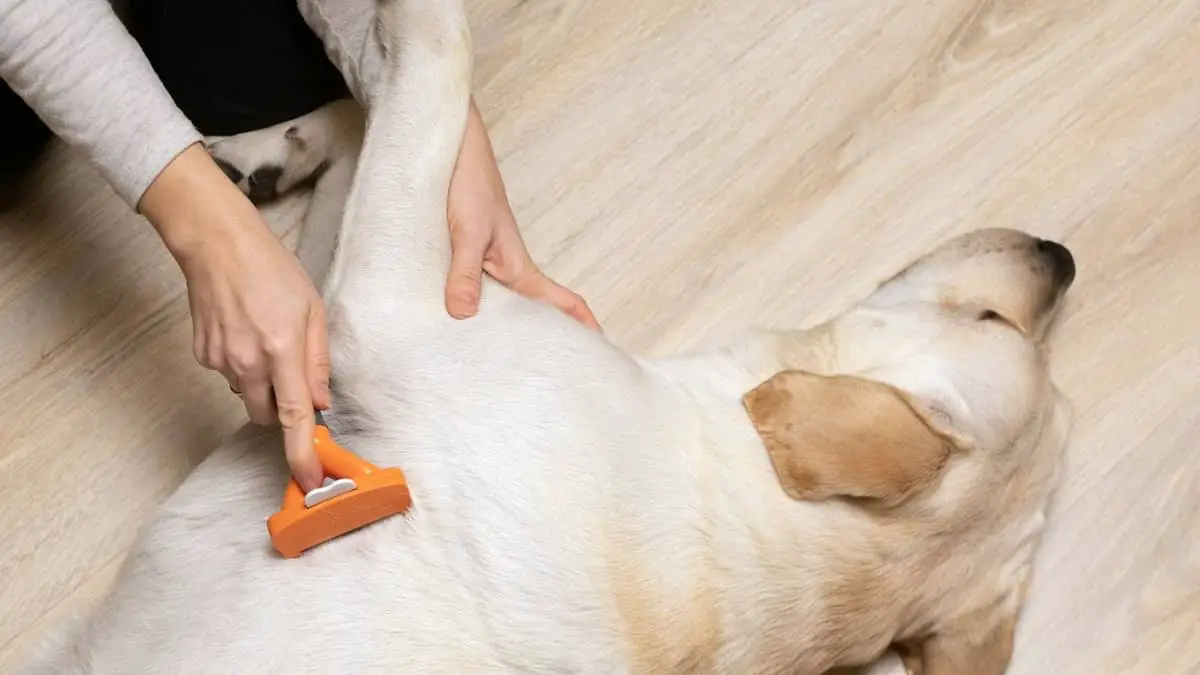 How To Stop A Lab From Shedding And Should You Shave Your Dog?