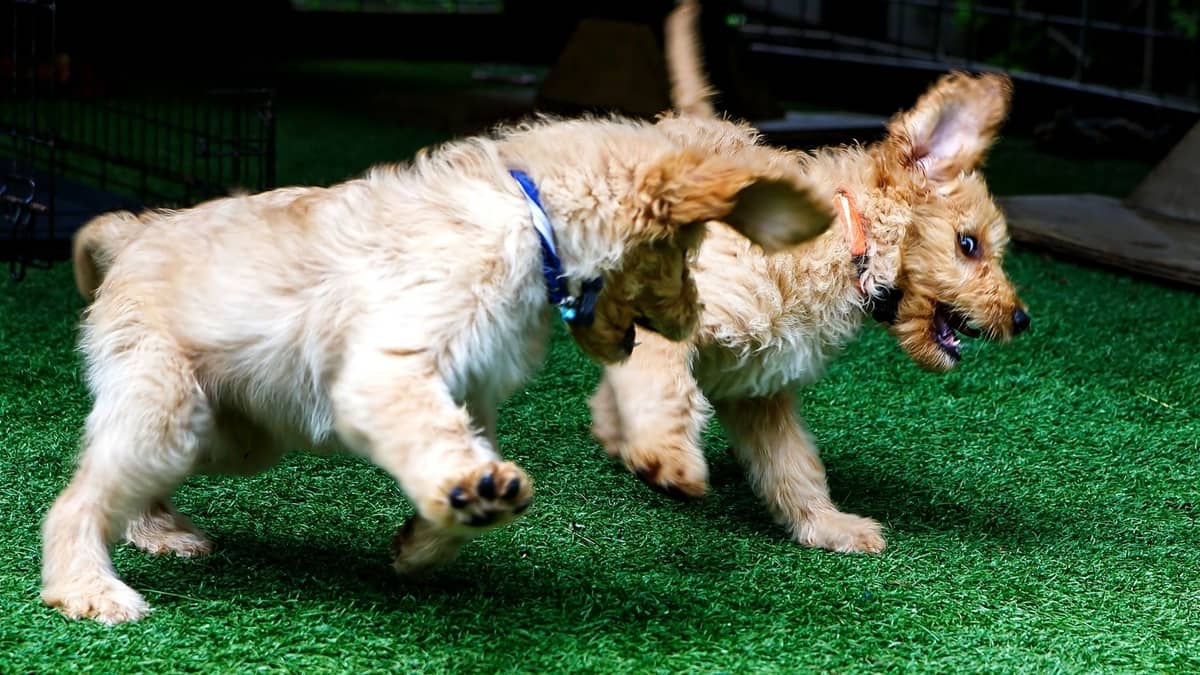 How To Train A Labradoodle Puppy – All The Basics To Get You Started