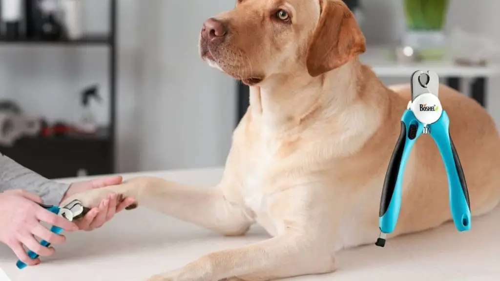 Boshel Dog Nail Clippers How To Use