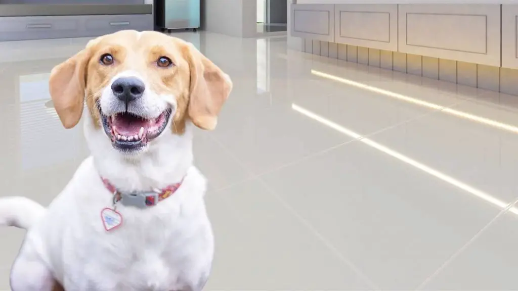 Lab Beagle Mix Shedding, Grooming, and General Care