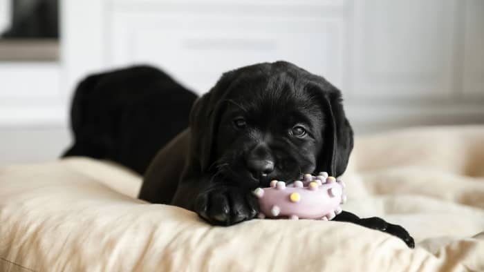 Labrador Puppy with Toy