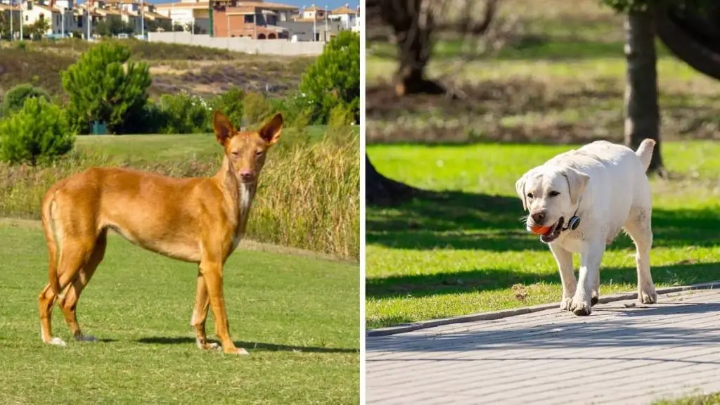 Pharaoh Hound Lab Mix A Playful and Royal Pet