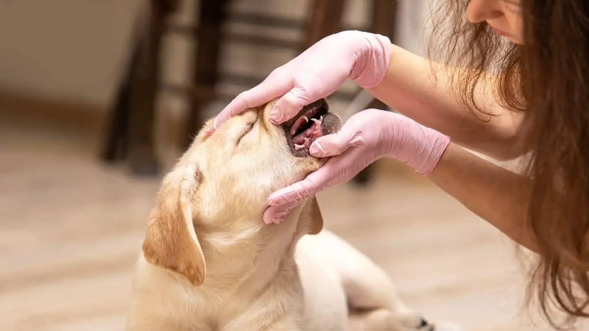 When Do Lab Puppies Lose Their Baby Teeth And How To Manage That