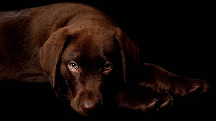  female chocolate lab names