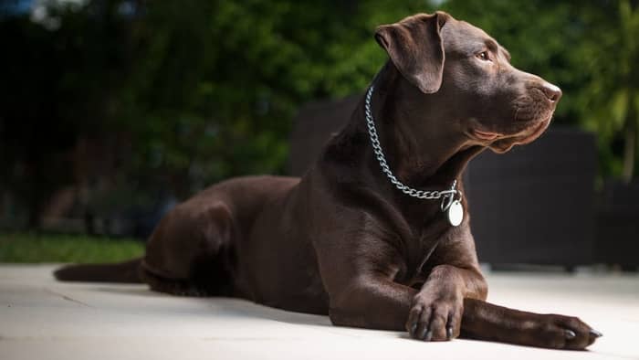  names for chocolate labs