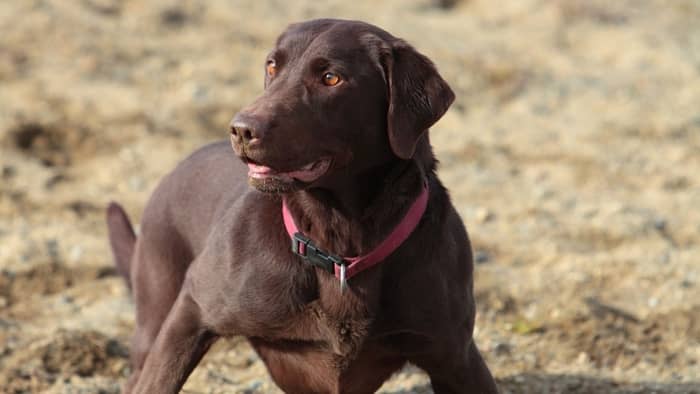  names for female chocolate labs