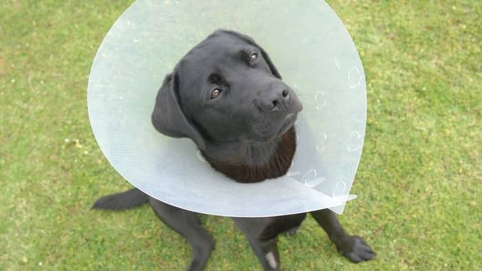  when to neuter a labrador