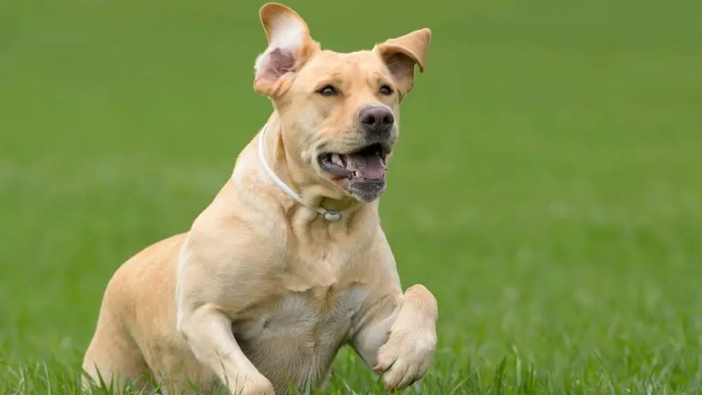 120 Unique Female Labrador Names Hunting Dogs Would Wear Proudly