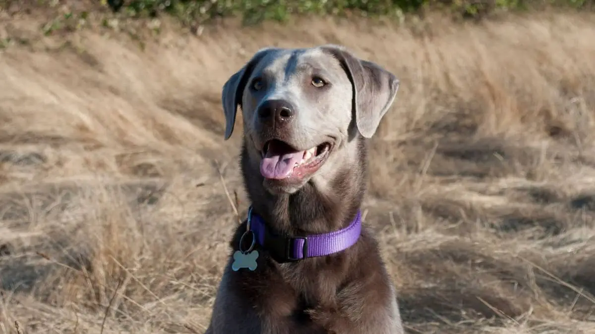 155 Silver Lab Names Female Dogs Will Wear Proudly