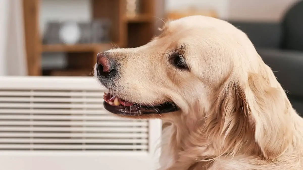 5 Best Dog Heaters For Outdoors And How To Use Them