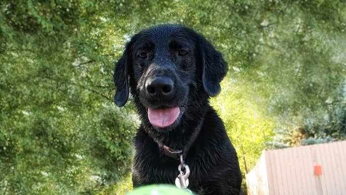 Black Lab Vizsla Mix Looks and Appearance