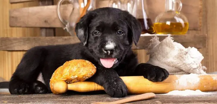 Can Dogs Have Rye Bread Or Is It Dangerous And Unhealthy