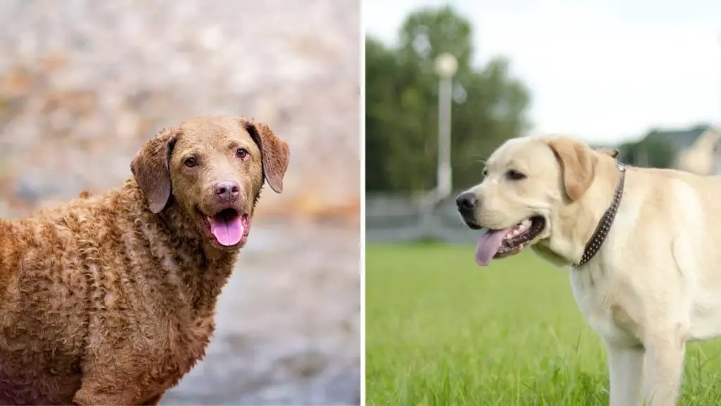 Chesapeake Bay Retriever vs Lab Retriever