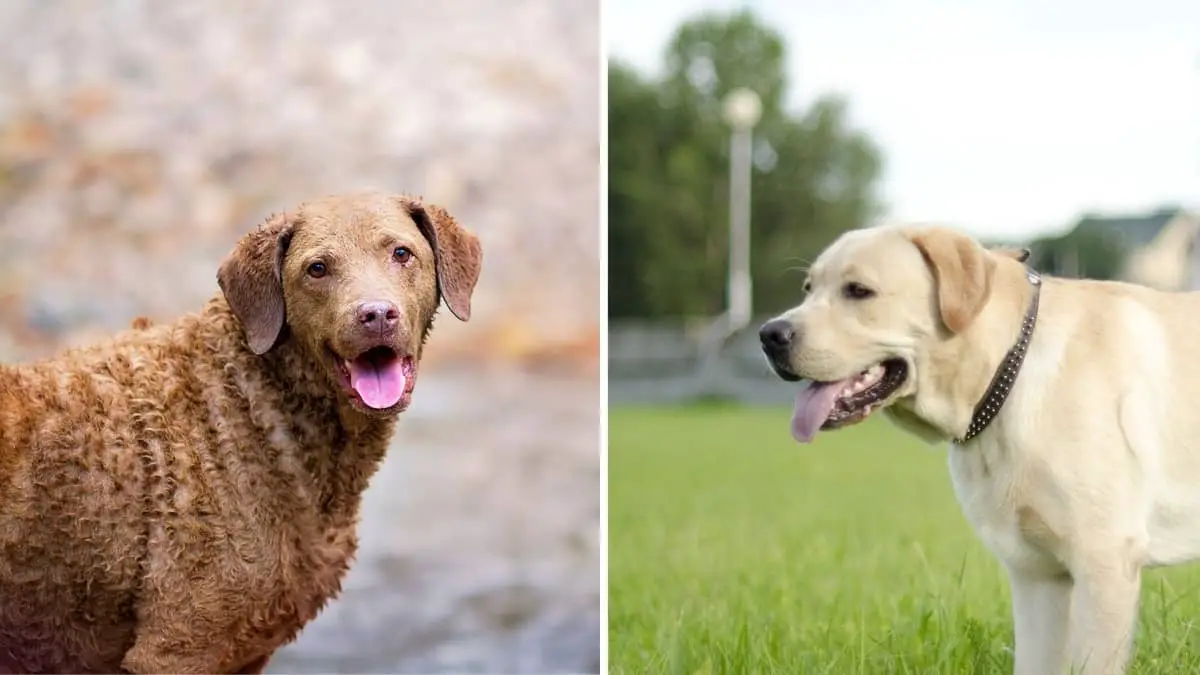 Chesapeake Bay Retriever vs Lab Retriever – Which Is The Right Pet For You