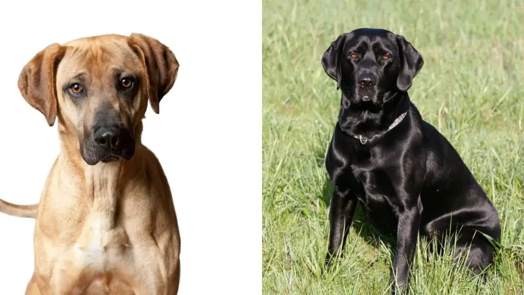 Mountain Cur Black Lab Mix – Good Pets Or Too Much Of A Risk?