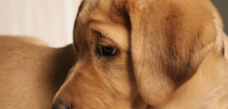 My Dog Has Started Crying And Whining At Night – Is It Serious