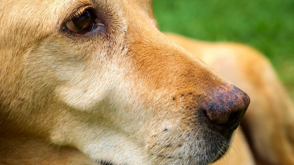 What Does It Mean If A Dog's Nose Is Dry And Should You Worry